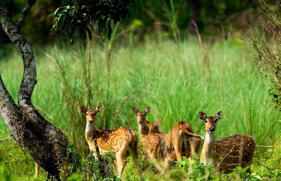 Kathmandu: Romantic Getaway to Chitwan