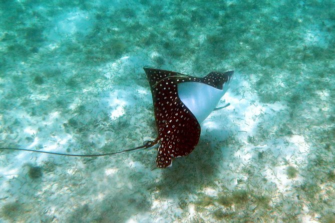 Kayak and Sea Turtle Snorkel With Beach Break