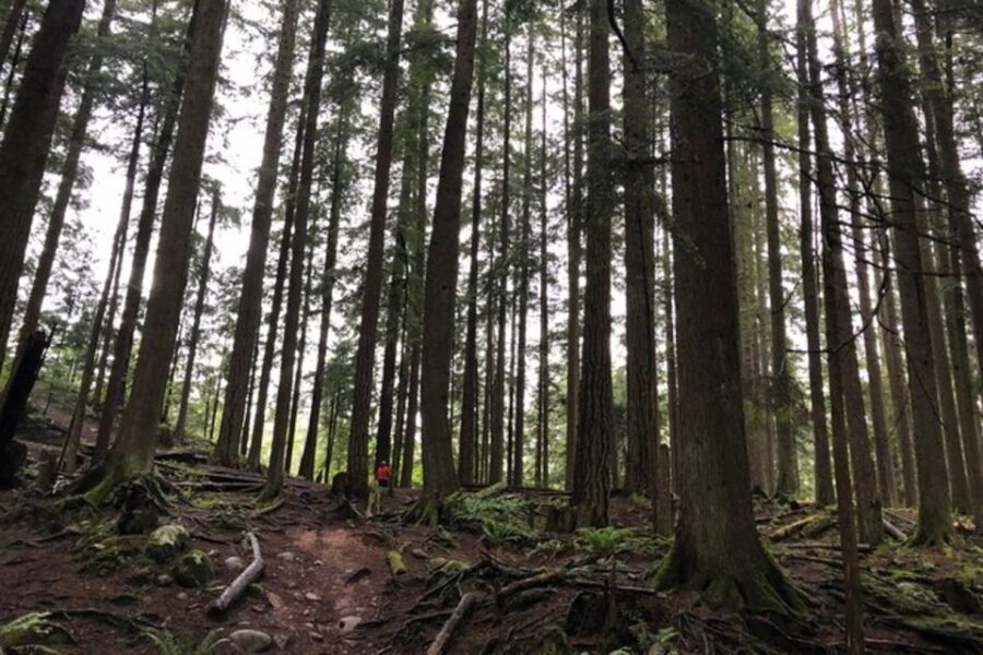 Kayaking Vancouver Tour - Tour Overview and Pricing