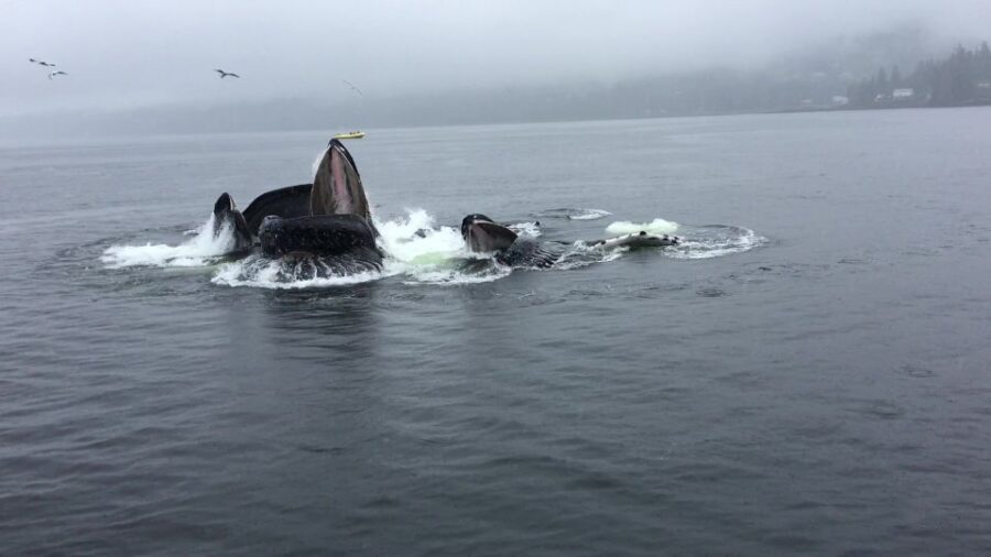 Ketchikan: Marine Wildlife and Whale Watching Boat Tour - Tour Overview and Pricing