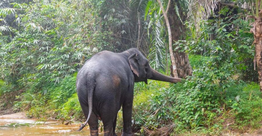 Khaolak: Elephant Sanctuary Guided Tour With Hotel Transfers - Activity Details