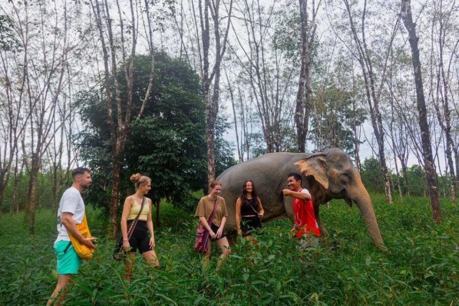 Khaolak: Sunset Elephant Walk With Complimentary Cocktail - Activity Overview