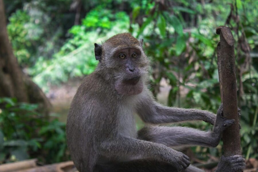 Khlong Sok: Khao Sok Waterfalls and Wildlife Half-Day Trek
