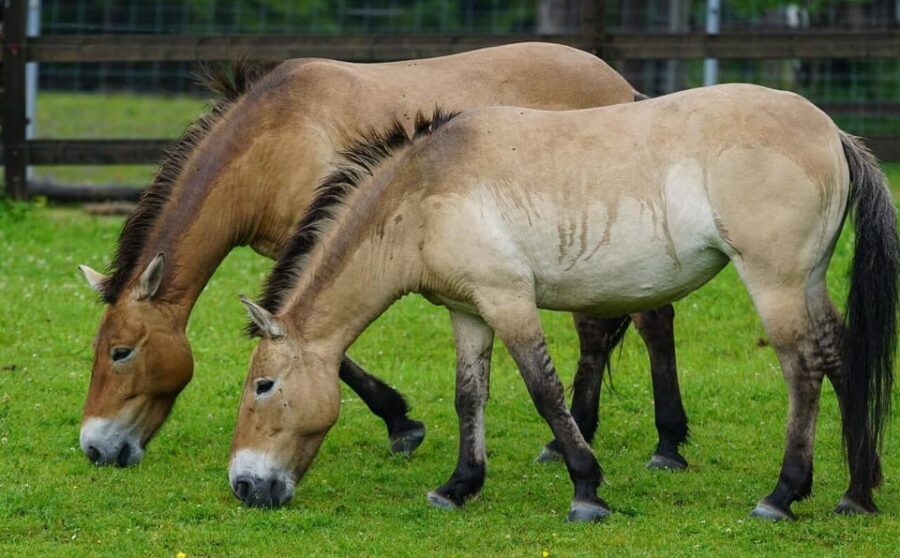 Khustai National Park Day Tour-Wild Horses
