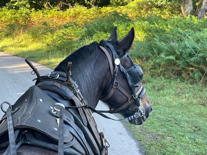 Killarney National Park Jaunting Car Tour