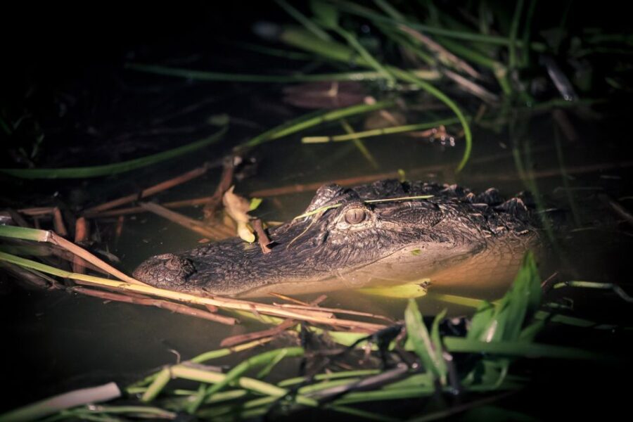 Kissimmee: Boggy Creek Airboats Adventures Night Tour Ticket