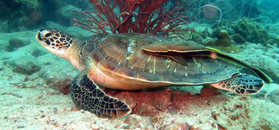 Koh Kood or Koh Rang: Snorkeling Day Trip With Buffet Lunch