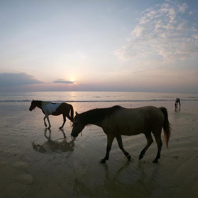 Koh Samui: Sunset Trail Horse Riding on The Beach - Activity Overview