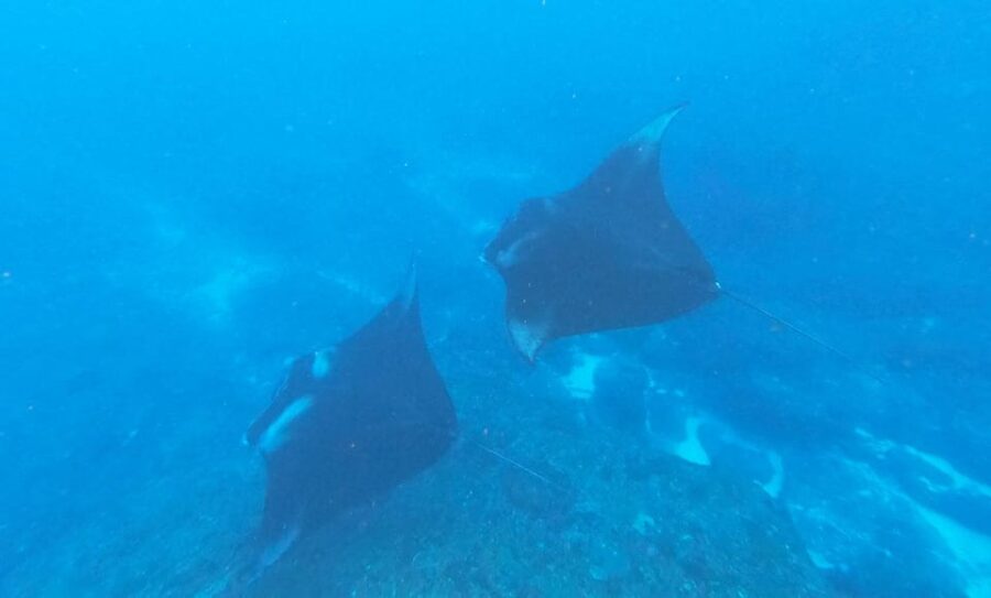 Komodo Day Trip From Labuan Bajo - Trip Overview and Pricing