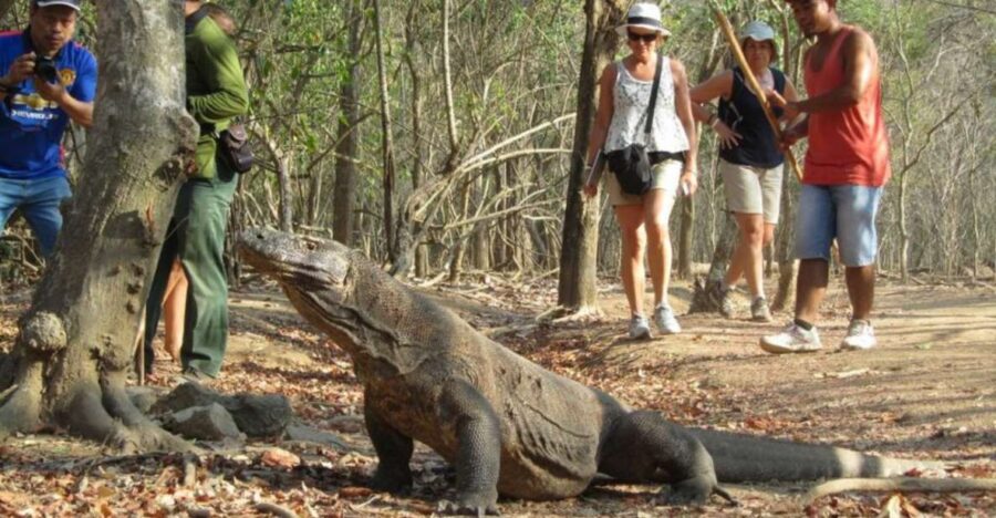 Komodo Islands: 2D1N Speedboat Tour, Land Tour & Hotel Stay