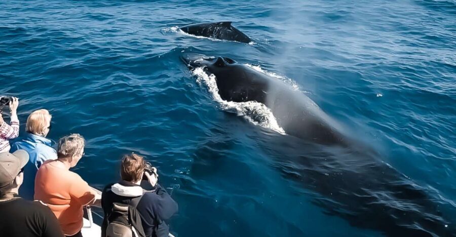 Kona: Kalaoa Midday Whale Watching Tour