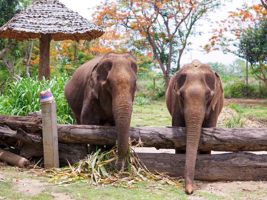 Krabi: Ethical Elephant Care Experience With Hotel Transfer