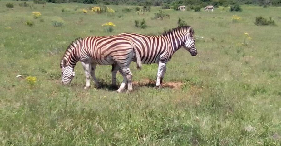 Kragga Kamma Safaris And Shore Excursions