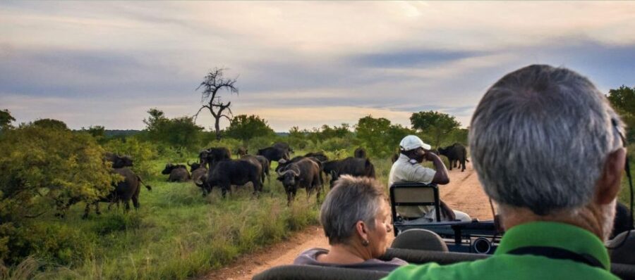 Kruger National Park Big 5 Tour - 4 Days From Johannesburg