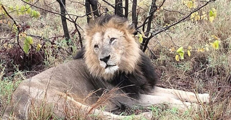 Kruger Park Safari From Maputo