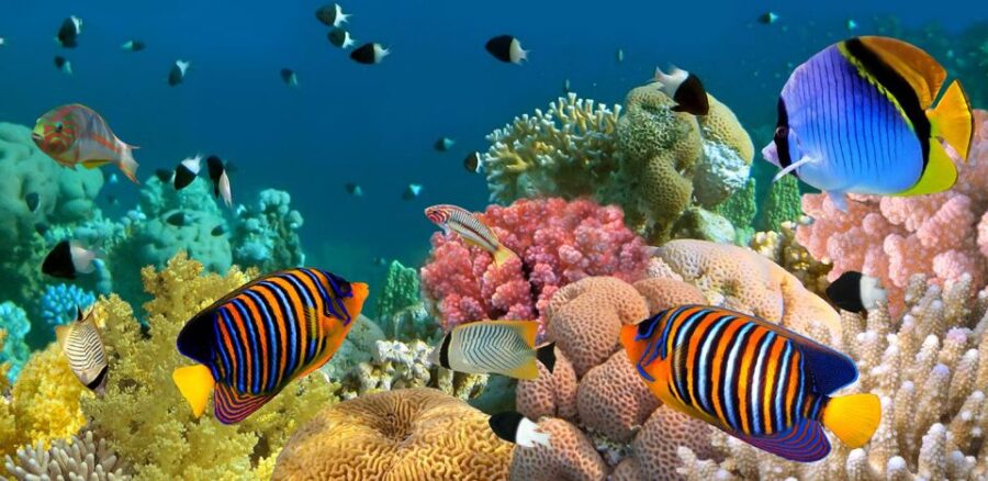 Kusadasi Scuba Diving - Activity Overview