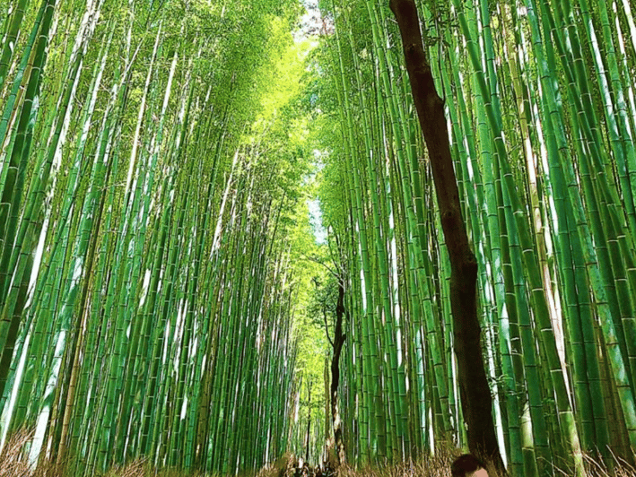 Kyoto: Private Full Day Car Tour by English Speaking Driver