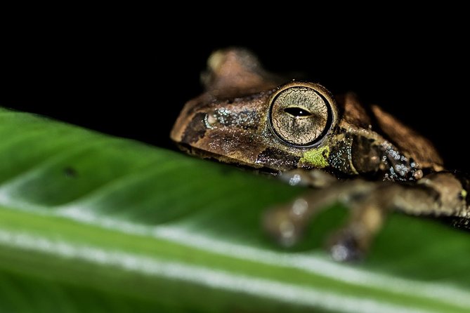 La Fortuna Frogs and Wildlife Night Tour - Inclusions and Meeting Details