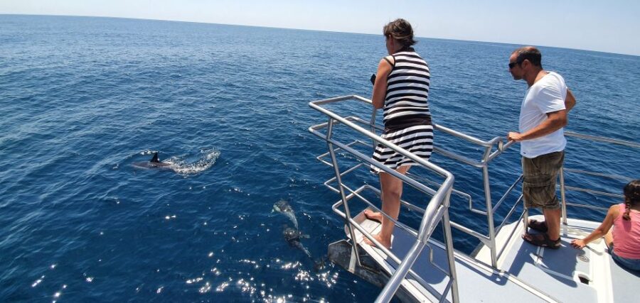 Lagos: Dolphin Watching Catamaran Cruise