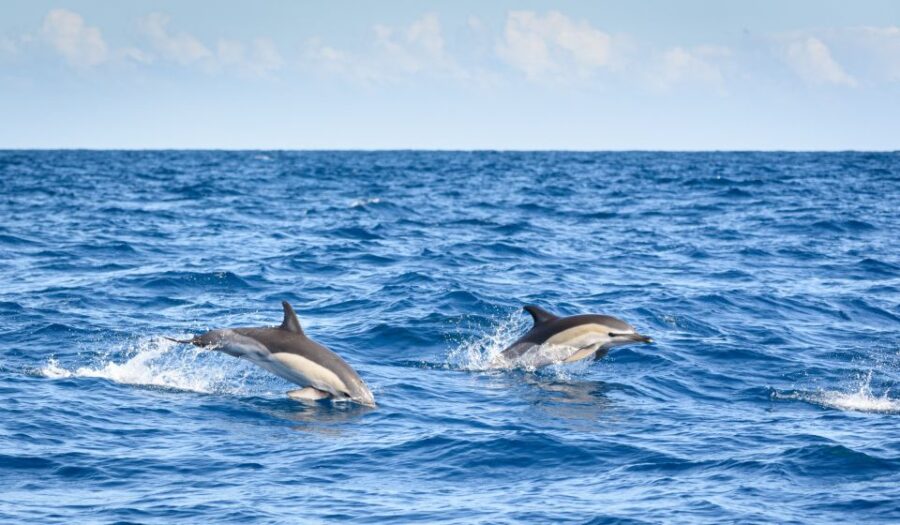 Lagos: Dolphin Watching Half-Day Cruise & Water Activities