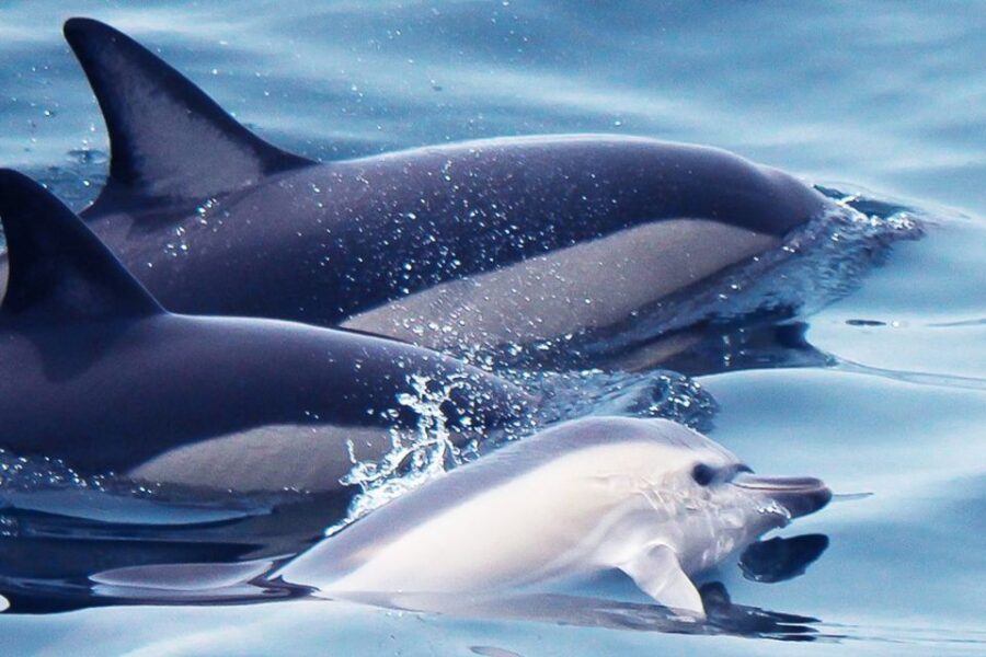 Lagos: Dolphin Watching With Professional Marine Biologists