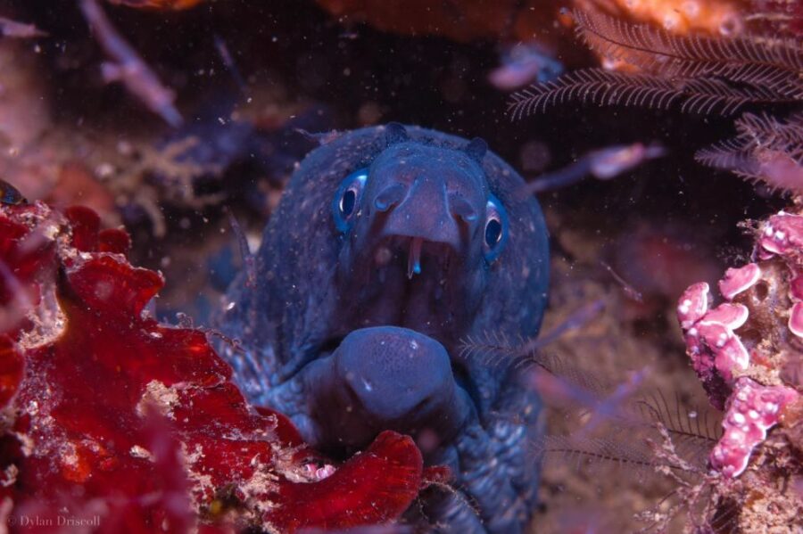 2 Best Scuba Diving Experiences In Algarve