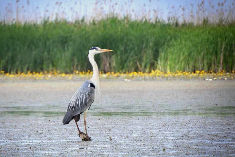 Lake Tisza: Boat Trip in the Bird Paradise