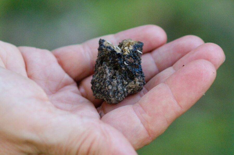 Langhe: Truffle Hunting Experience - Experience Overview