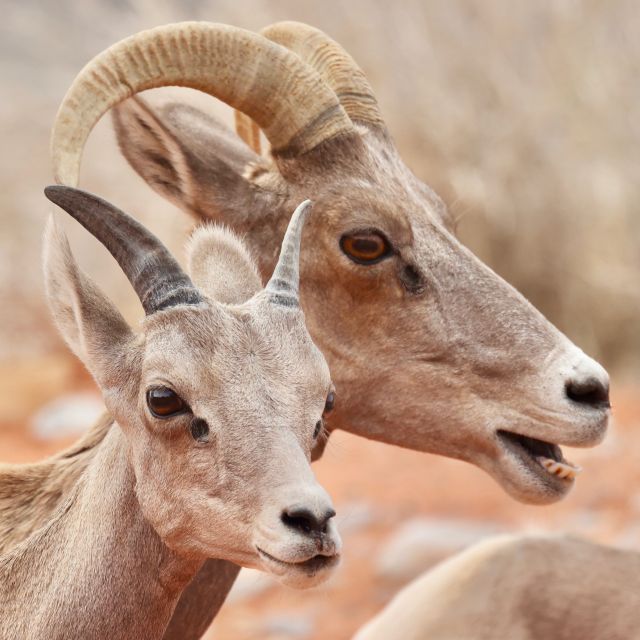 Las Vegas: Valley of Fire and Seven Magic Mountains Day Trip - Tour Overview and Pricing