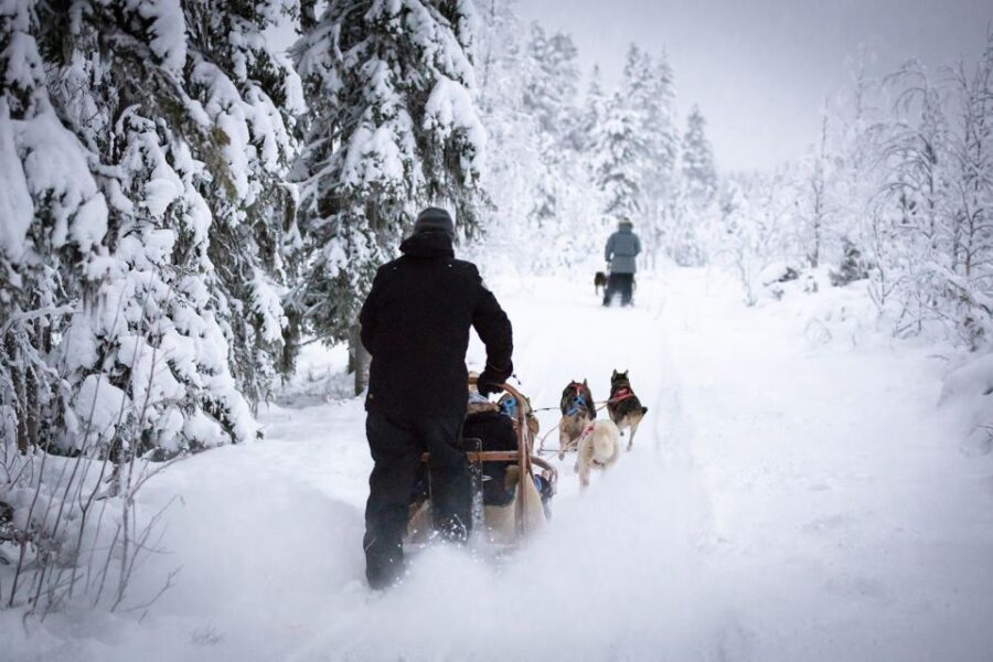 Levi: 7 Km Self-Drive Husky Sledding Adventure