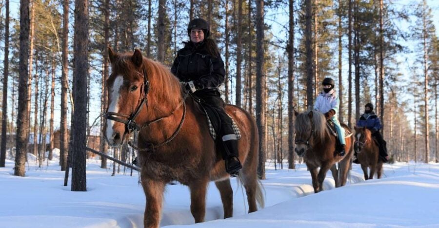 Levi: Snowy Forest Ride and Polar Lights Tours