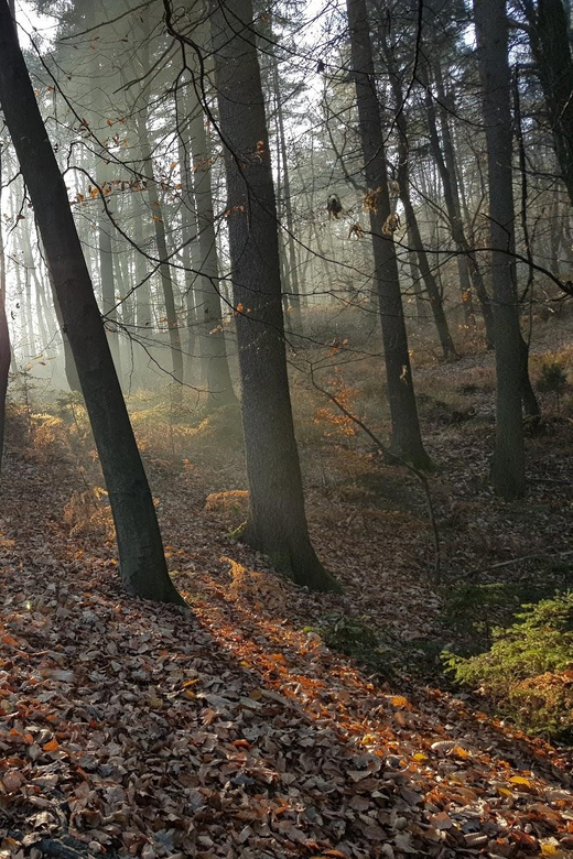 Ljubljana: Green Tour and Forrest Personal Experience