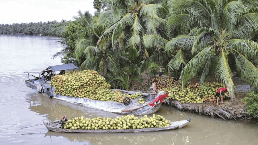 Local Touch-Less Touristy Mekong Delta Ben Tre Day Trip
