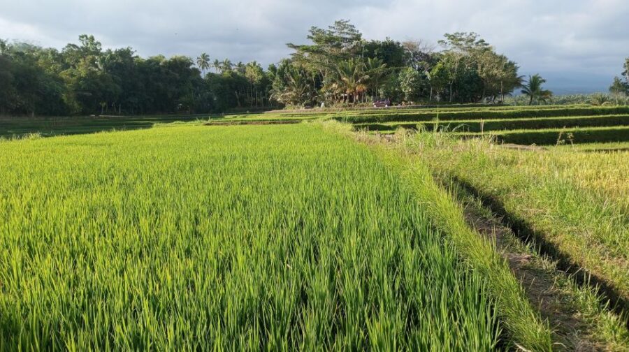 Lombok Day Trip: Waterfall, Rice Terrace, Bamboo Handycraft - Trip Overview