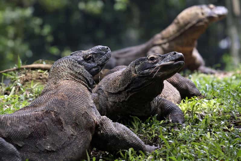 Lombok: Komodo Island 4-Day Boat Trip With Food and Board