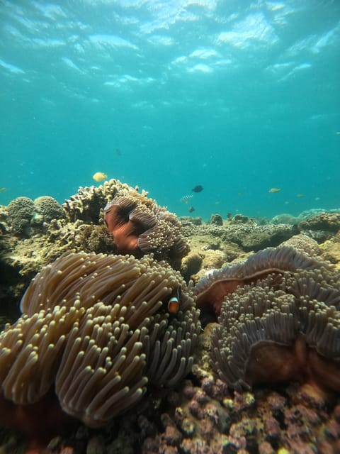 Lombok Pink Beach Boat Trip : Snorkeling & Relaxing - Trip Overview