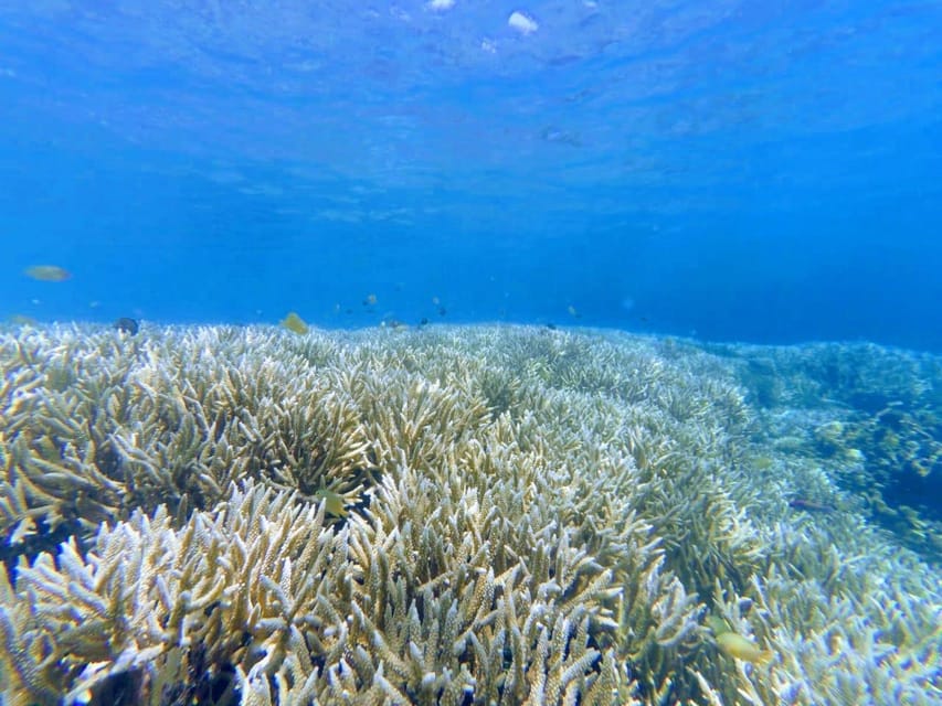 Lombok : Private Snorkel Tour Gili Rengit, Gede & Gili Layar