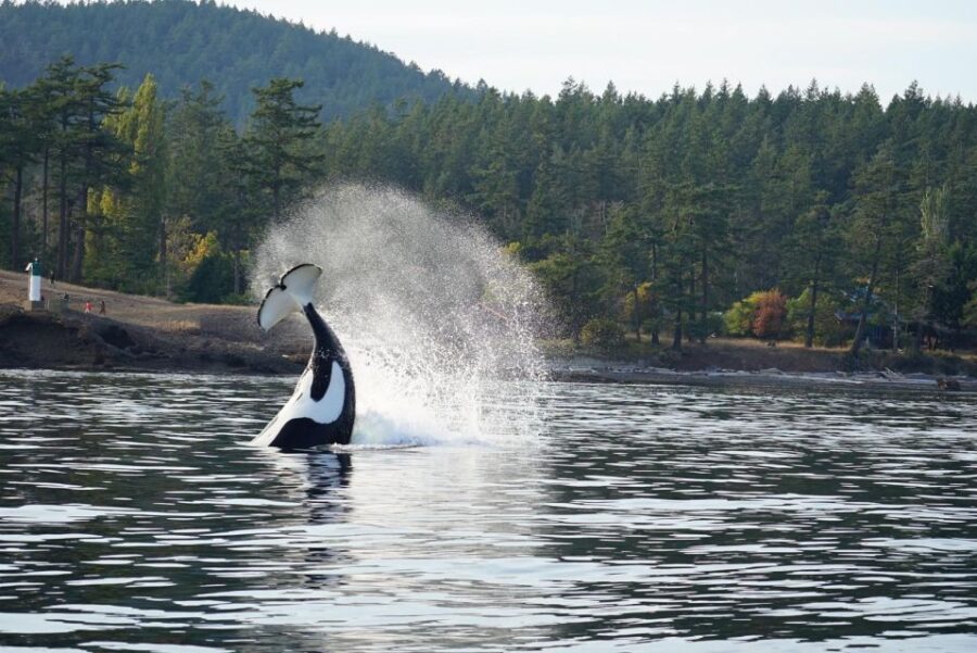 Lopez Island: Whale & Orca Boat Tour - Tour Overview