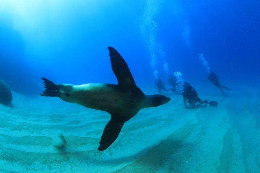 Los Cabos: 3-Hour Introductory Scuba Diving Adventure