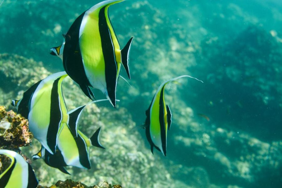 3 Best Snorkeling Experiences In Chileno Bay