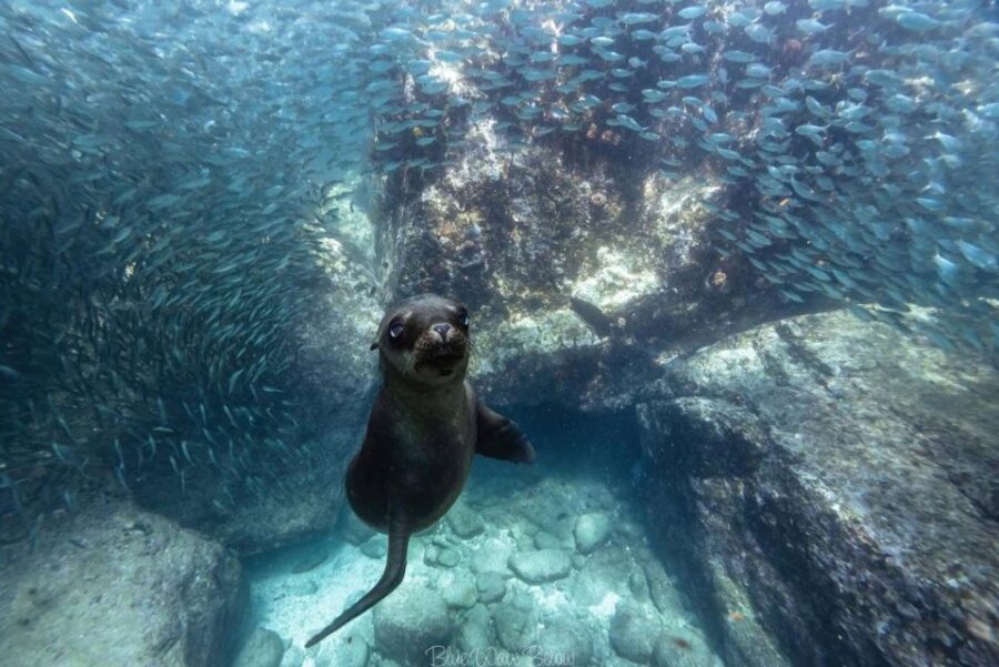 Los Cabos: Mobula and Sea Lion Combo Tour