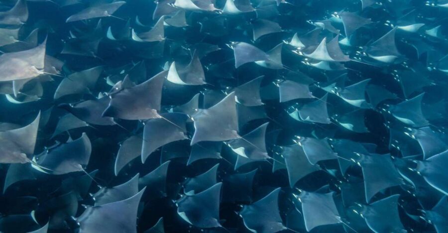Los Cabos: Mobula Ray Swim and Pelagic Adventure