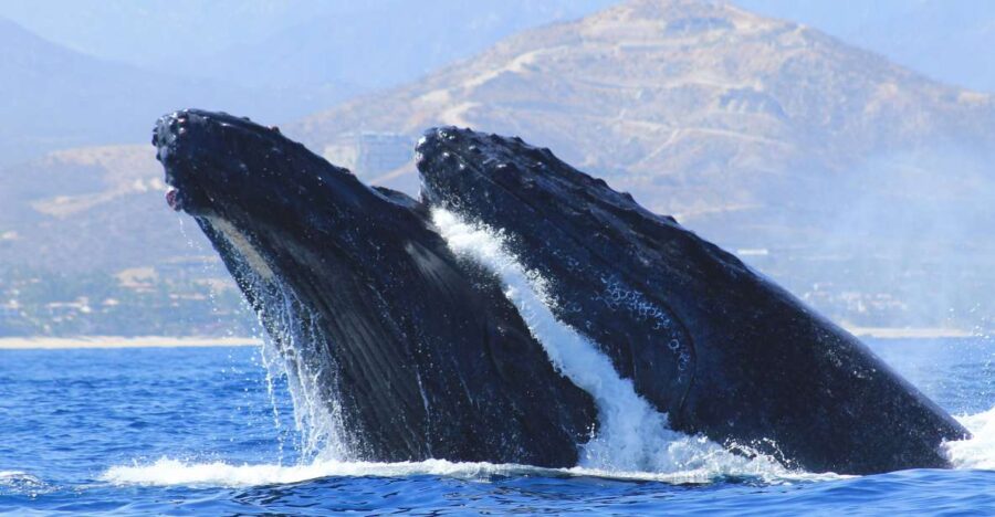Los Cabos: Whale Watching (Transport and Pictures Included) - Tour Overview and Pricing