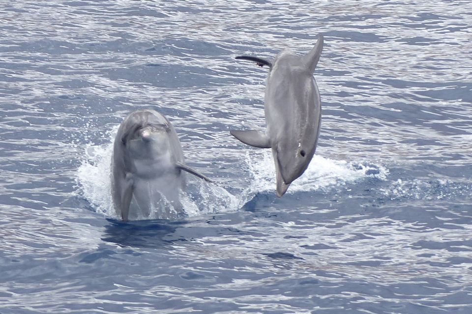 20 Best Dolphin Watching Tours In Tenerife