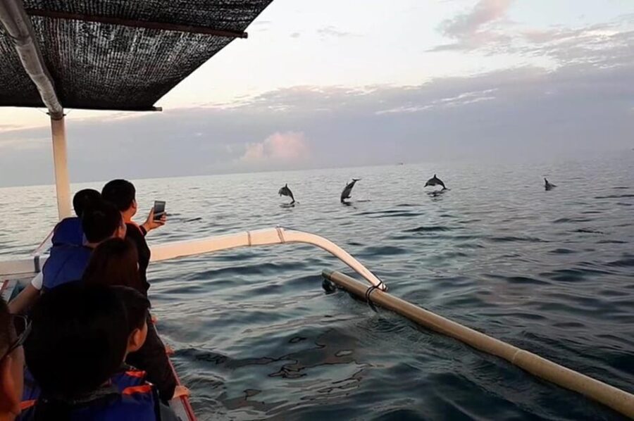 4 Best Dolphin Watching Tours In Kuta