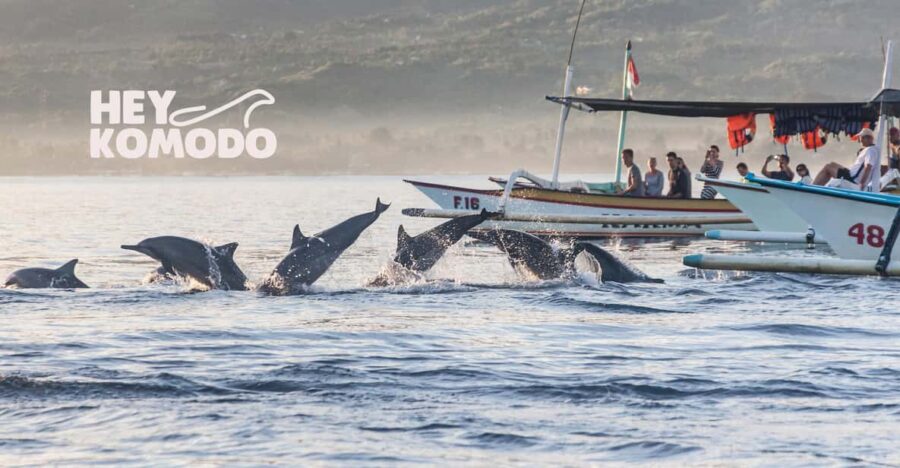 Lovina Tour: Watching, Swimming With Dolphins & Snorkeling