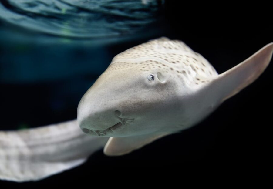 Lyon: Aquarium Entrance Ticket - Ticket Information