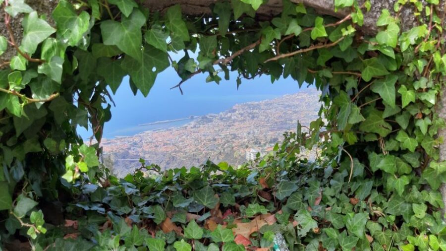 Madeira Guided And Private Tour Of Jasmine Tea House