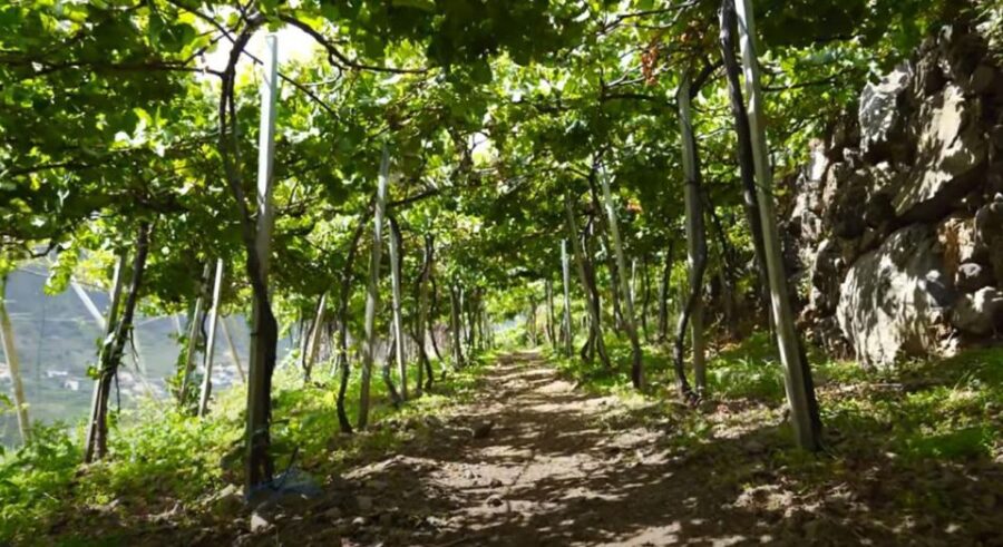 Madeira - Vineyard Tour Wine Tasting - Included