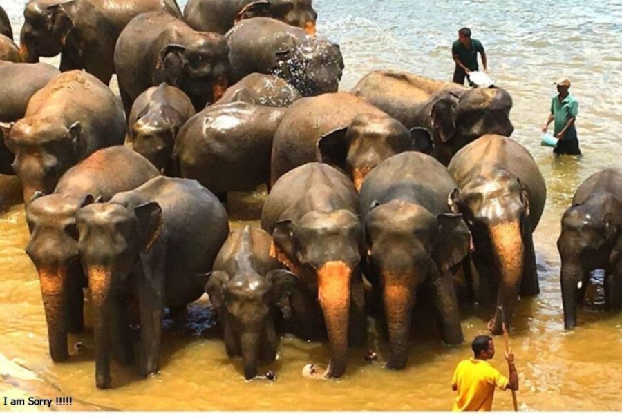 Magical Journey to Kandy & Pinnawala From Bentota/ Kalutara
